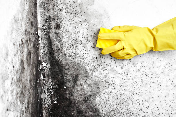 Best Emergency Mold Remediation in Navasota, TX