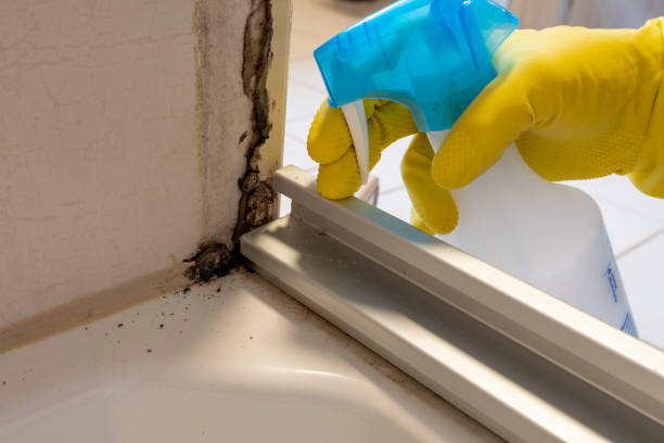 Best Post-Flood Mold Remediation in Navasota, TX