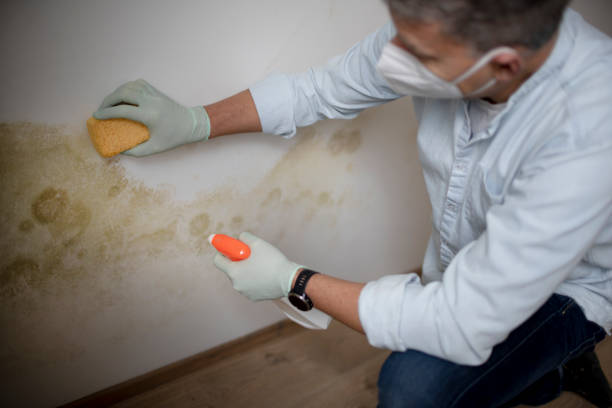 Best Industrial Mold Remediation in Navasota, TX