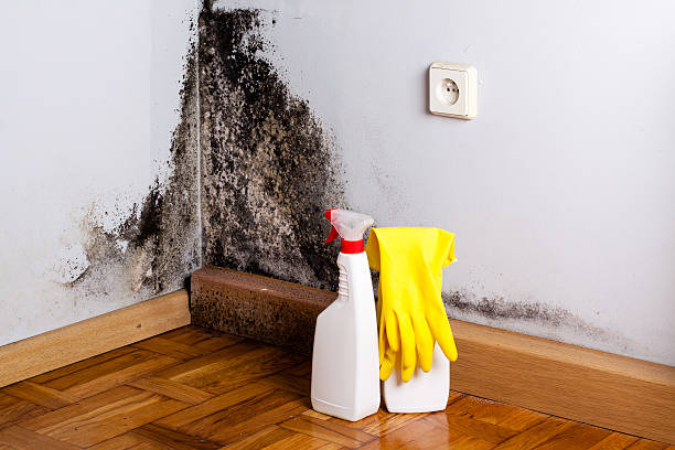 Best Commercial Mold Remediation in Navasota, TX