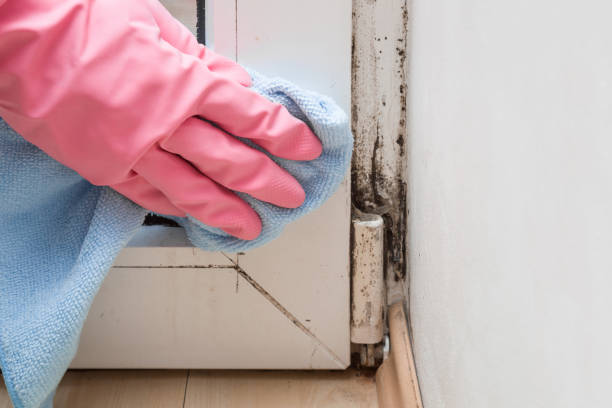 Best DIY Mold Remediation Support Services in Navasota, TX