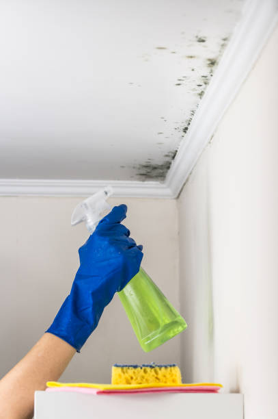 Best Residential Mold Remediation in Navasota, TX